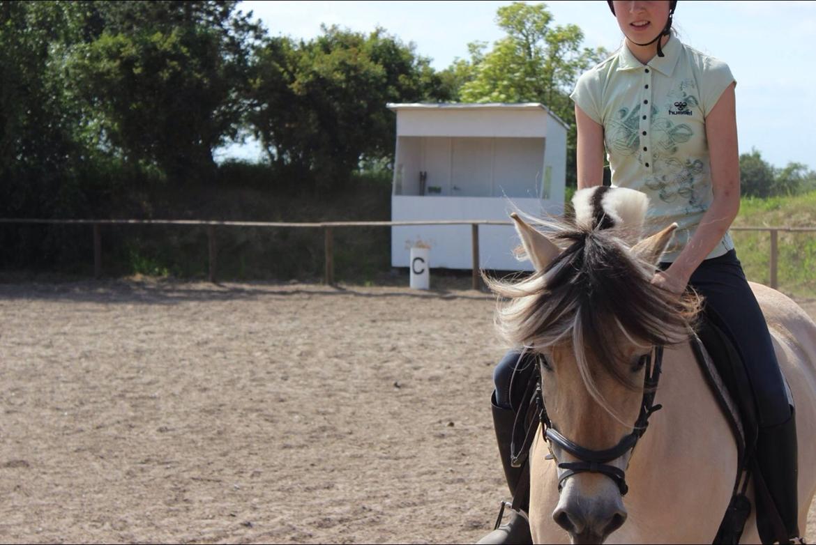 Fjordhest Birkens Hailey billede 4