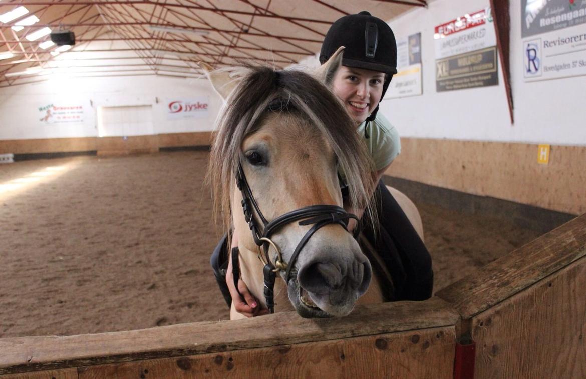 Fjordhest Birkens Hailey billede 5