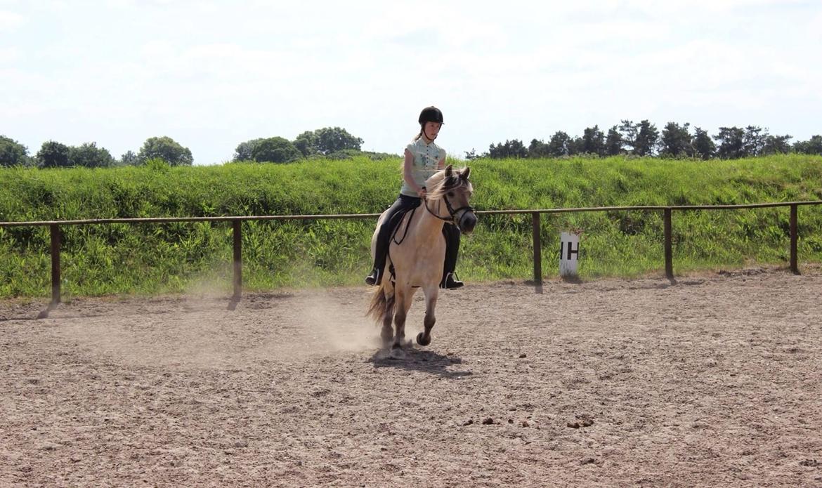 Fjordhest Birkens Hailey billede 6