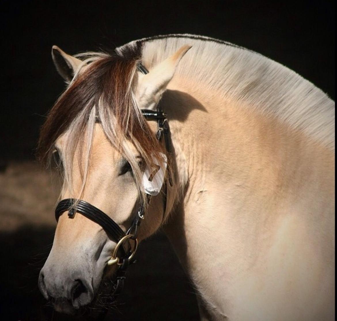 Fjordhest Birkens Hailey billede 7