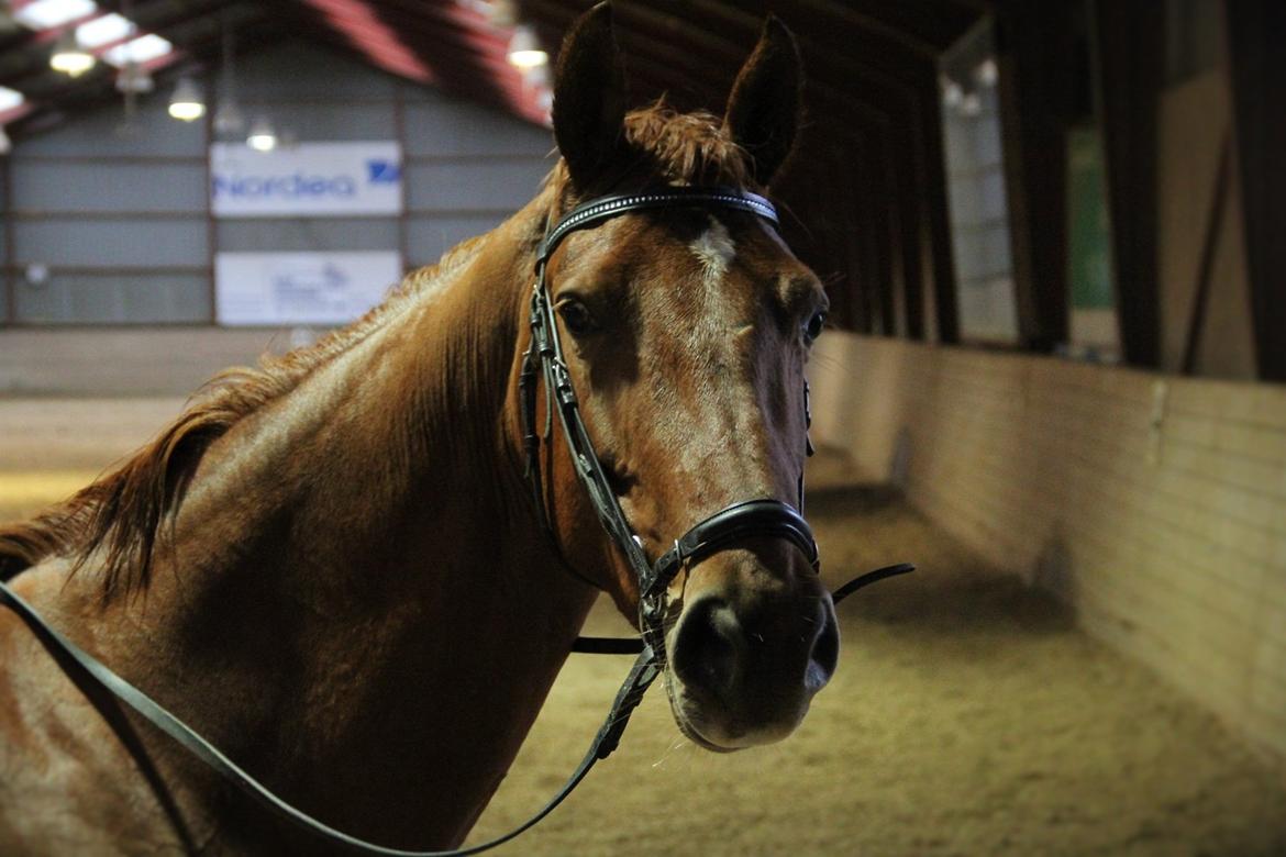 Dansk Varmblod Casilje  - Tak for kigget! smid gerne en bedømmelse og kommentar !   billede 20