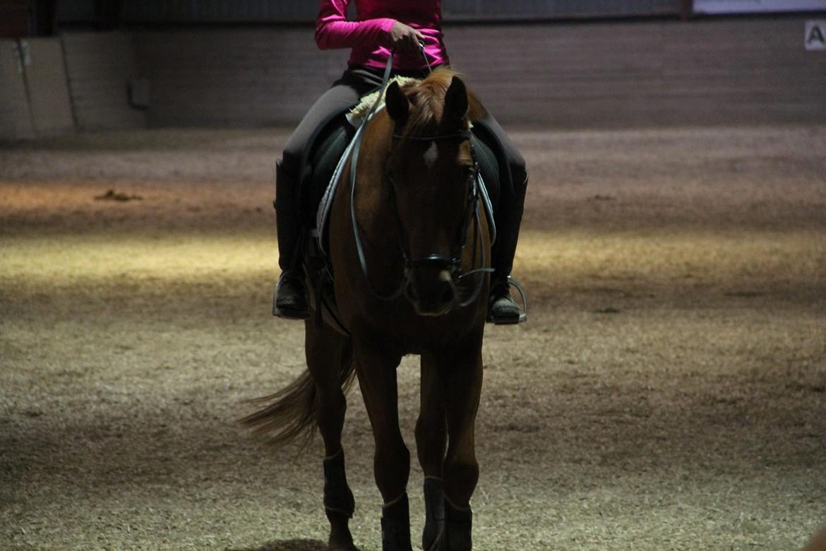 Dansk Varmblod Casilje  - Casilje og jeg til undervsning :) billede 2