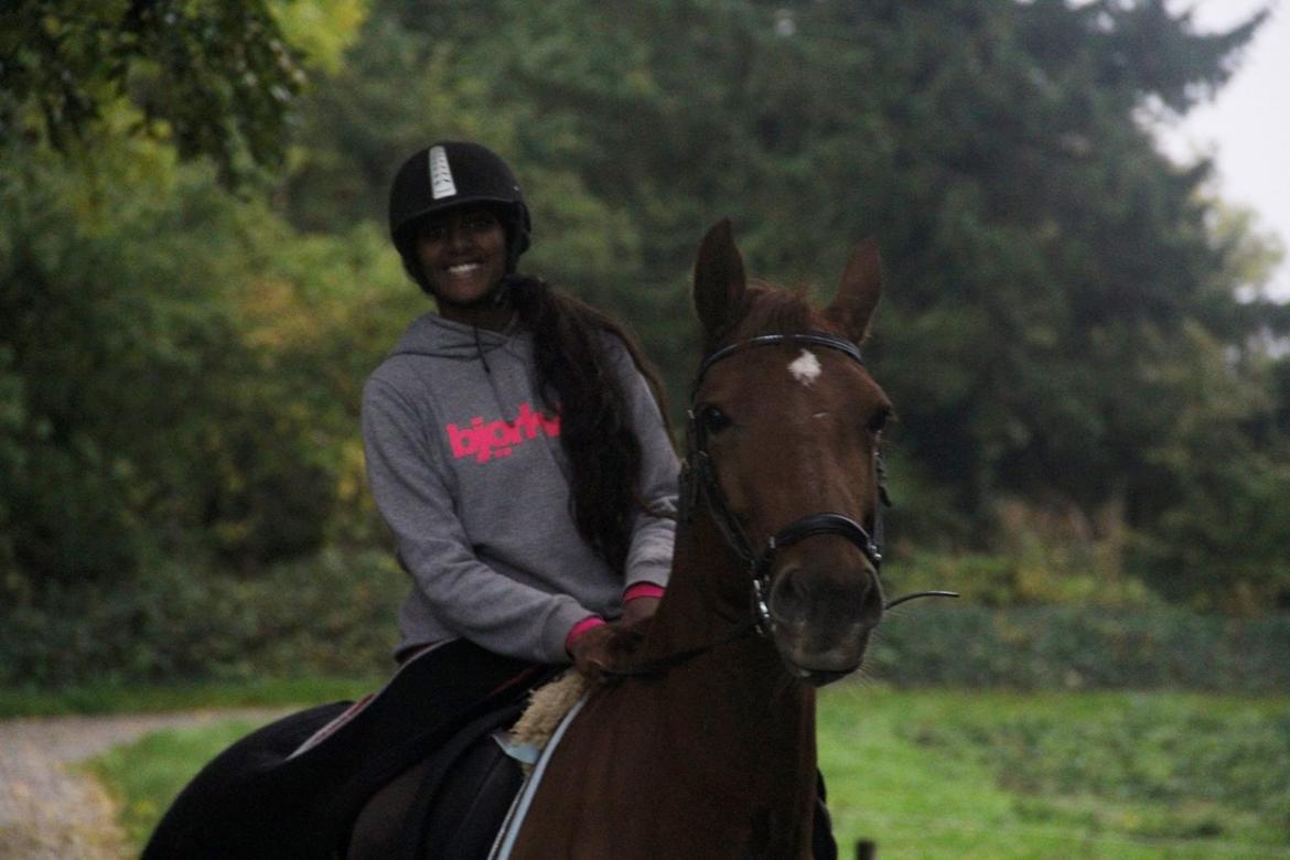 Dansk Varmblod Casilje  billede 9