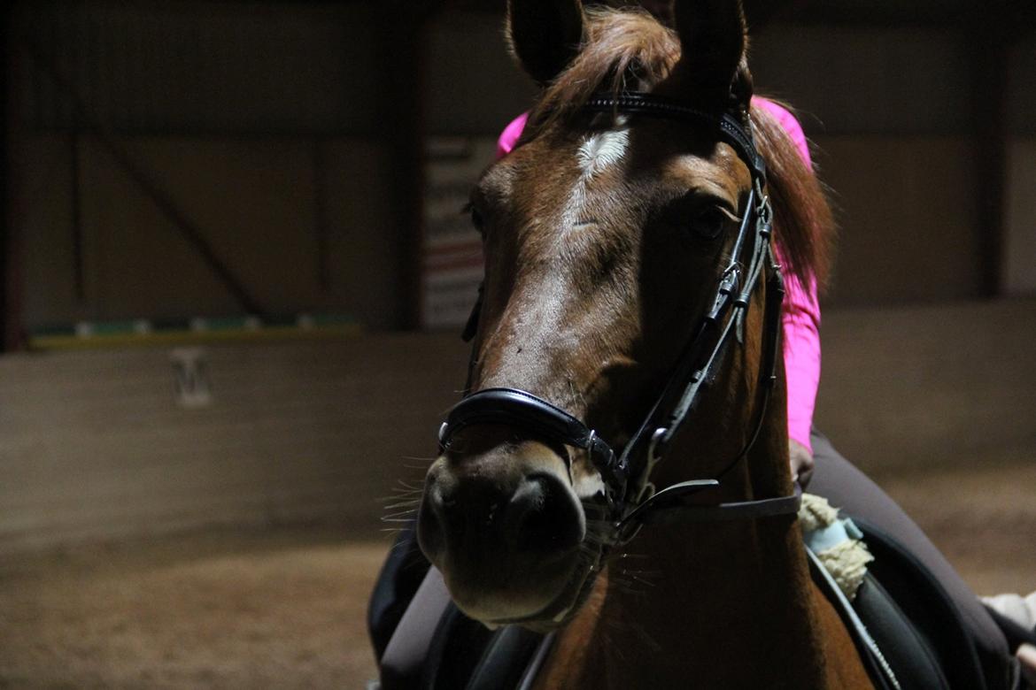 Dansk Varmblod Casilje  - førdig efter undervisning :) billede 5