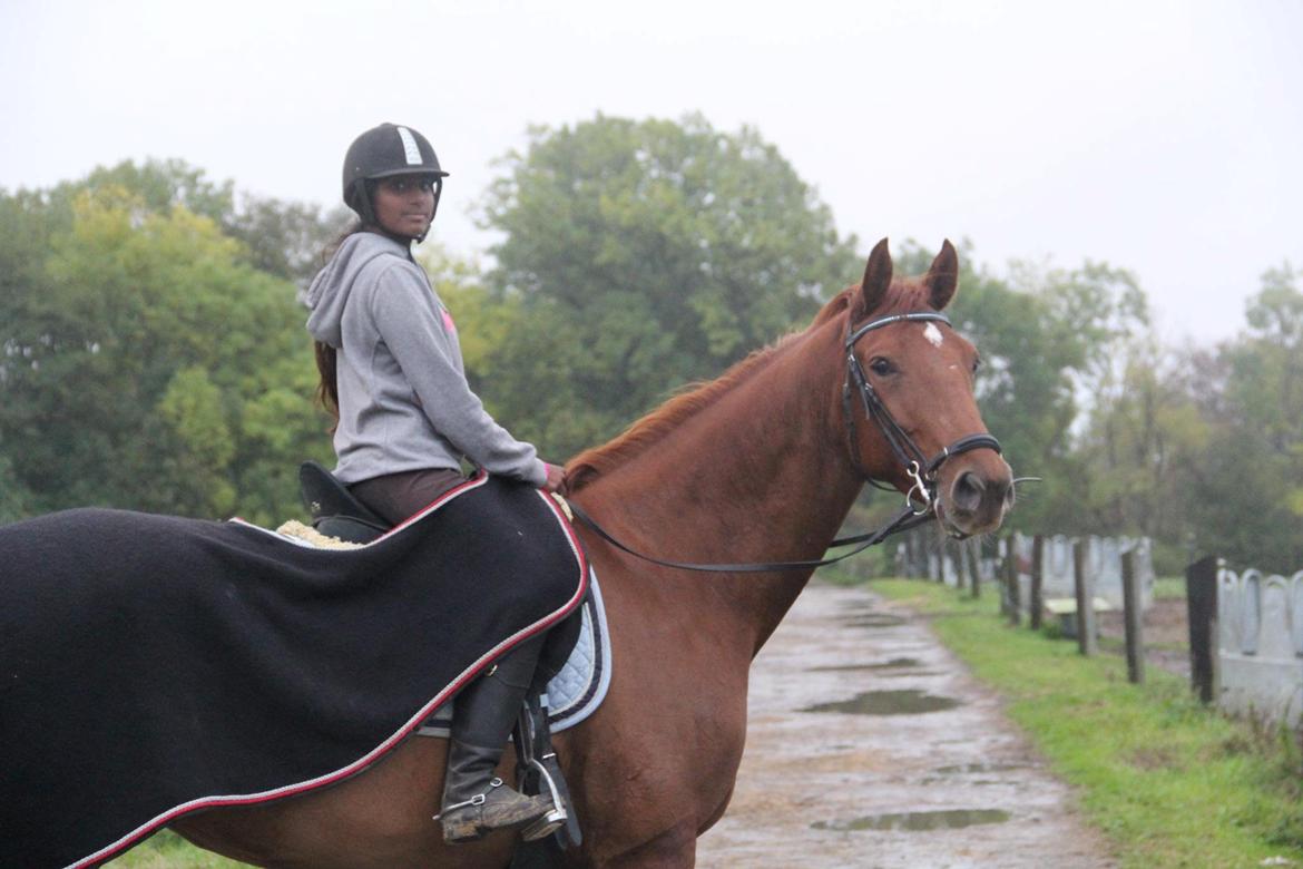 Dansk Varmblod Casilje  billede 19