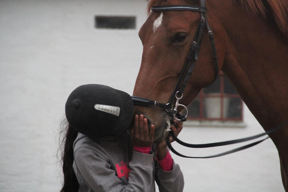 Dansk Varmblod Casilje  - Dabmarks skønneste hæst !!!! billede 13
