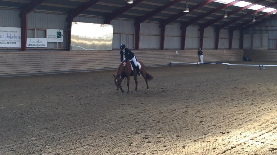 Anden særlig race Lundgaard's Tullamore billede 3