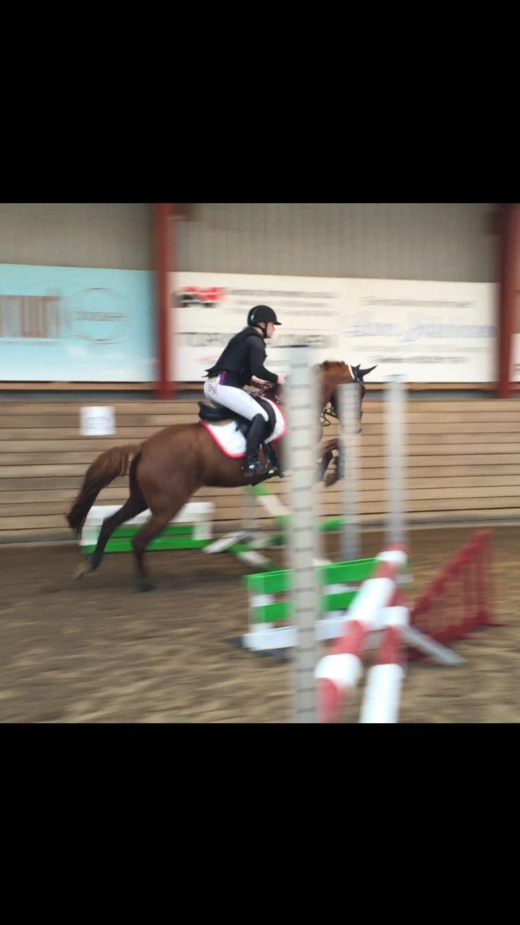 Anden særlig race Lundgaard's Tullamore billede 2