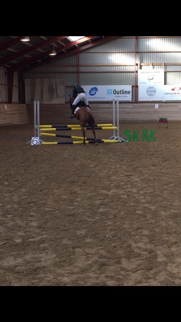 Anden særlig race Lundgaard's Tullamore billede 18