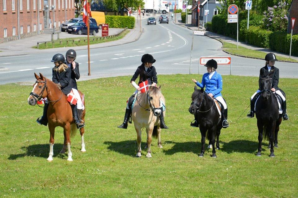 Welsh Pony (sec B) Charles - Konfirmations overreskelse  billede 15