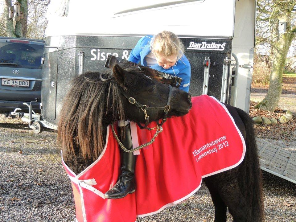 Welsh Pony (sec B) Charles - Diamant stævne vinder LC, D plan. Lykkeshøj Rideklub. billede 16