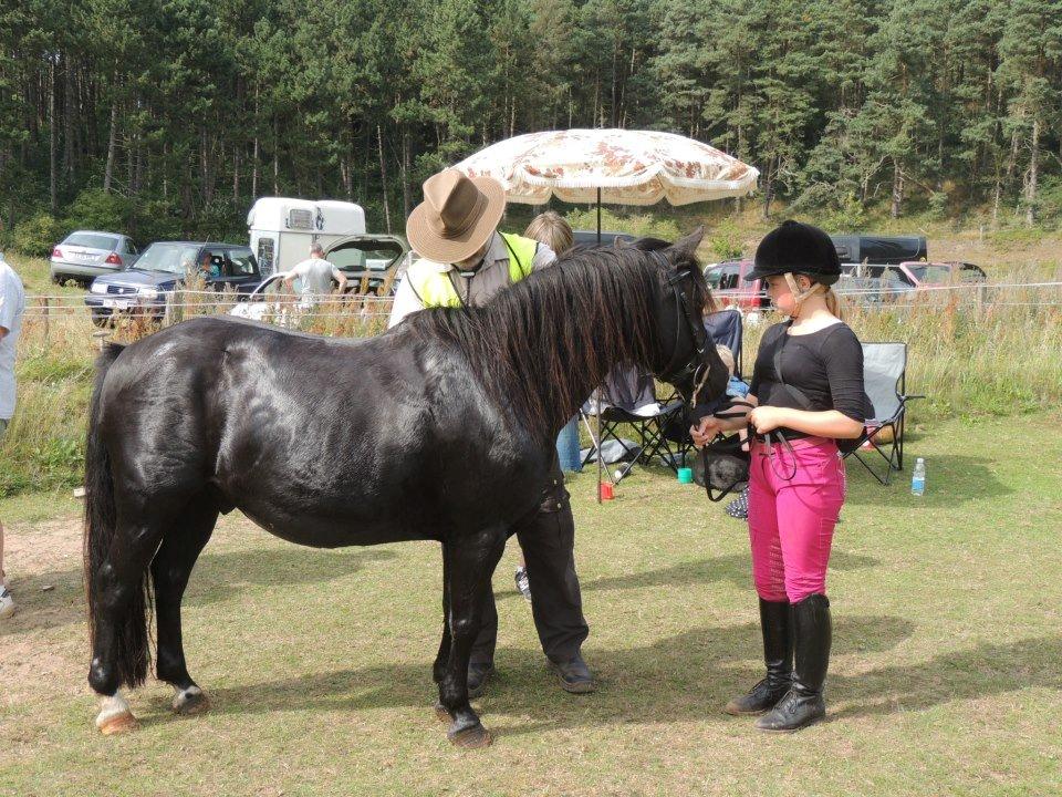 Welsh Pony (sec B) Charles - Langdistance Mols bjerge Nationalpark billede 17