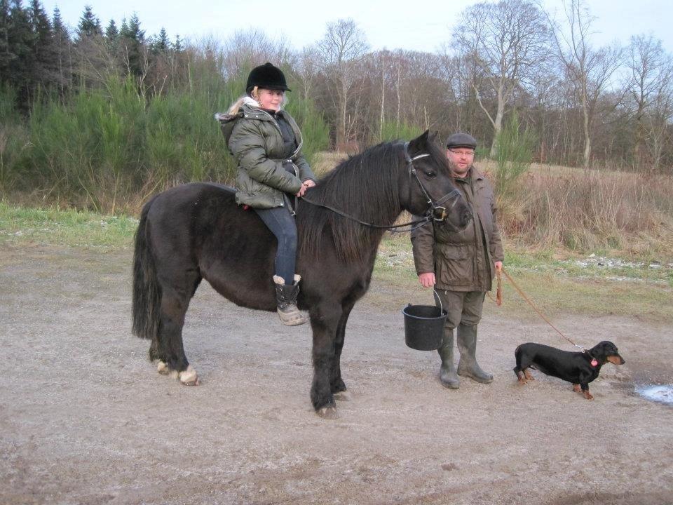 Welsh Pony (sec B) Charles - En skøn efterårstur i skoven billede 20