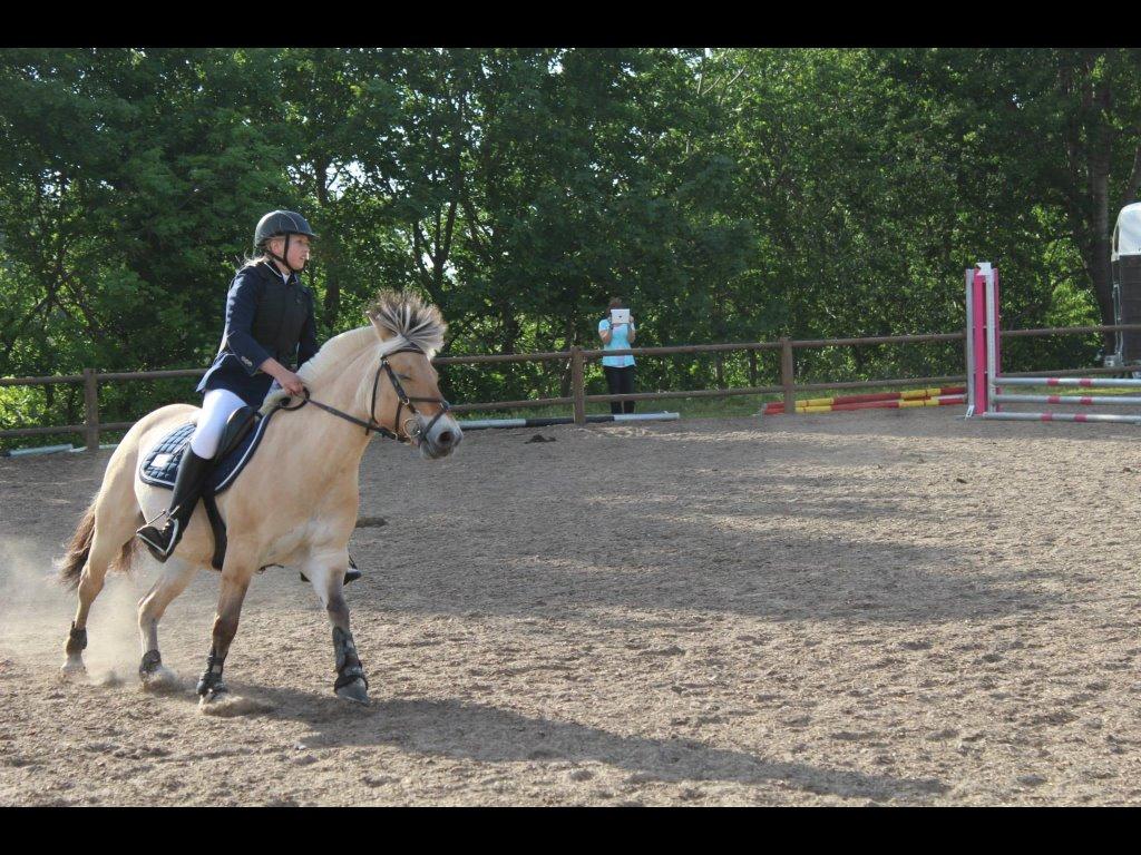 Fjordhest Camilla billede 13