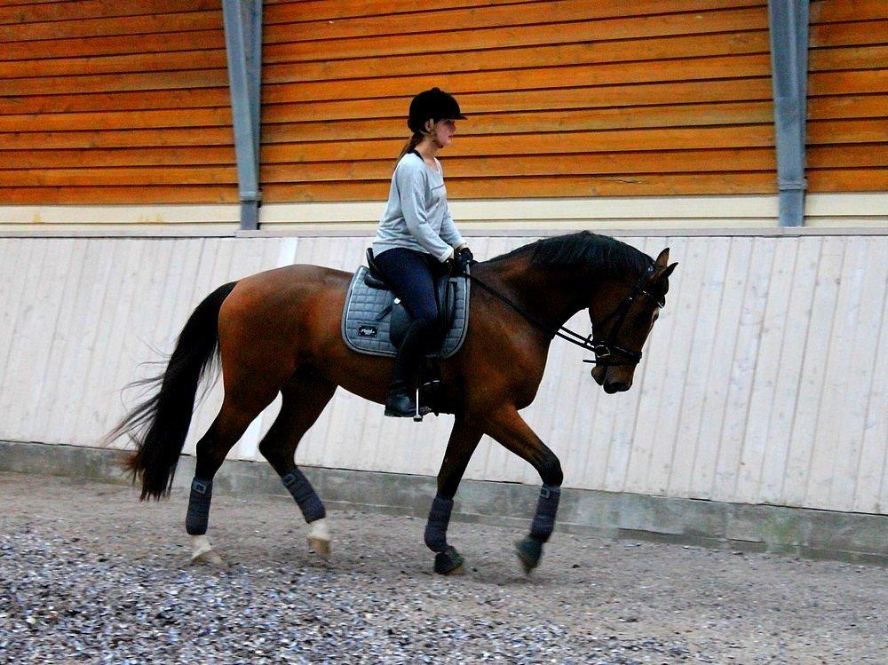 Dansk Varmblod Creole billede 5