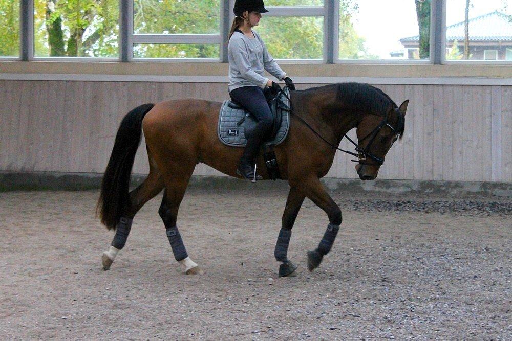 Dansk Varmblod Creole billede 9