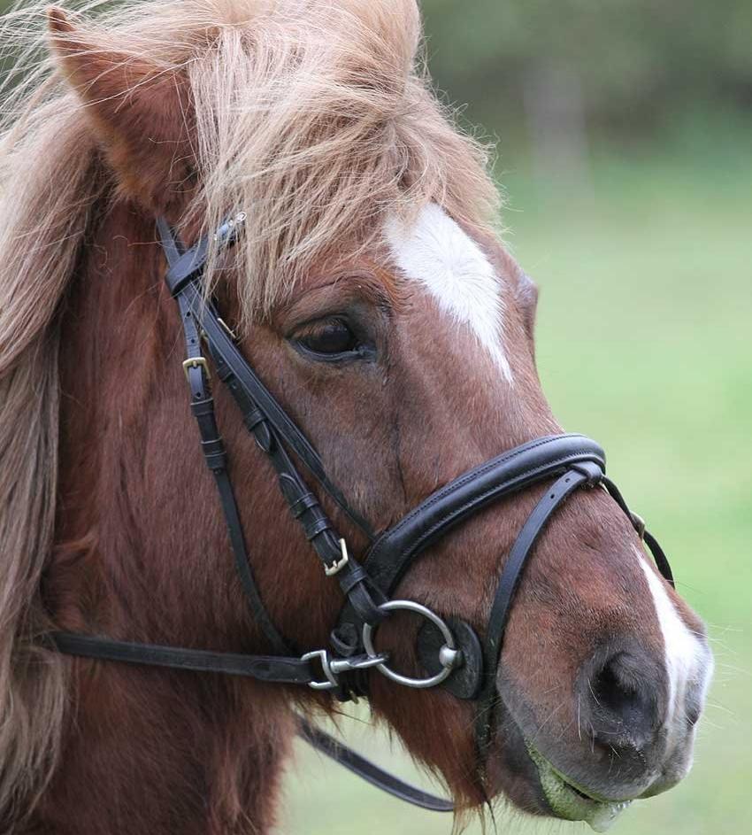 Anden særlig race Jupitor * Himmelhest * - Min bedste ven♥ billede 5