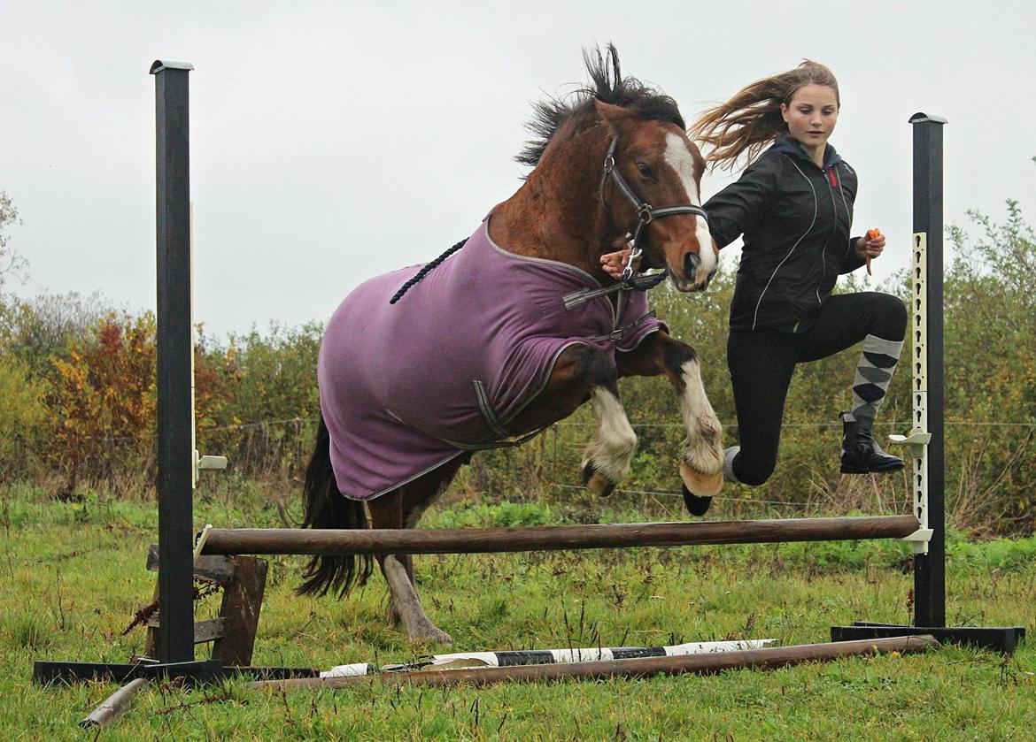Anden særlig race Hesdalskærs Victoria <3 billede 15
