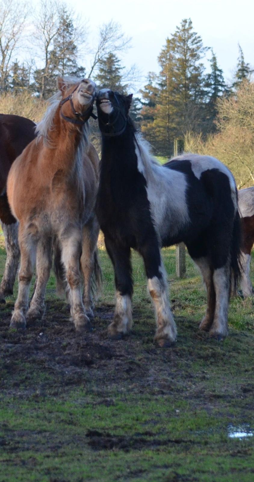 Irish Cob Crossbreed Blue Cheval Inesto (Tidl ) Pony - Synger lige med min ven Carl :):) billede 5