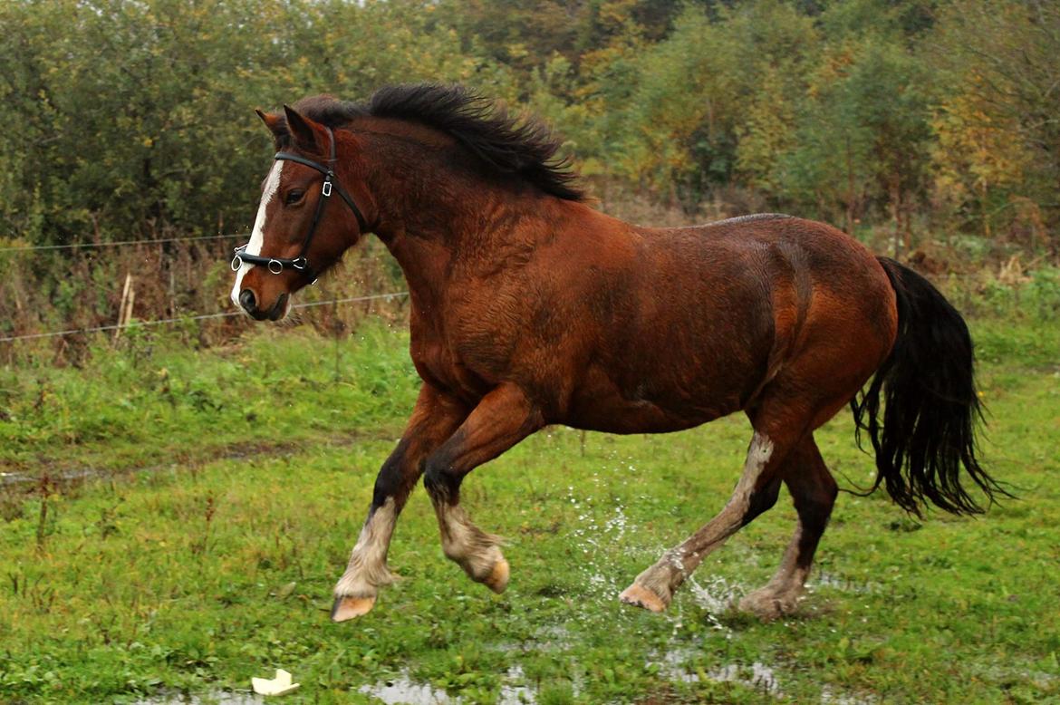 Anden særlig race Hesdalskærs Victoria <3 billede 17