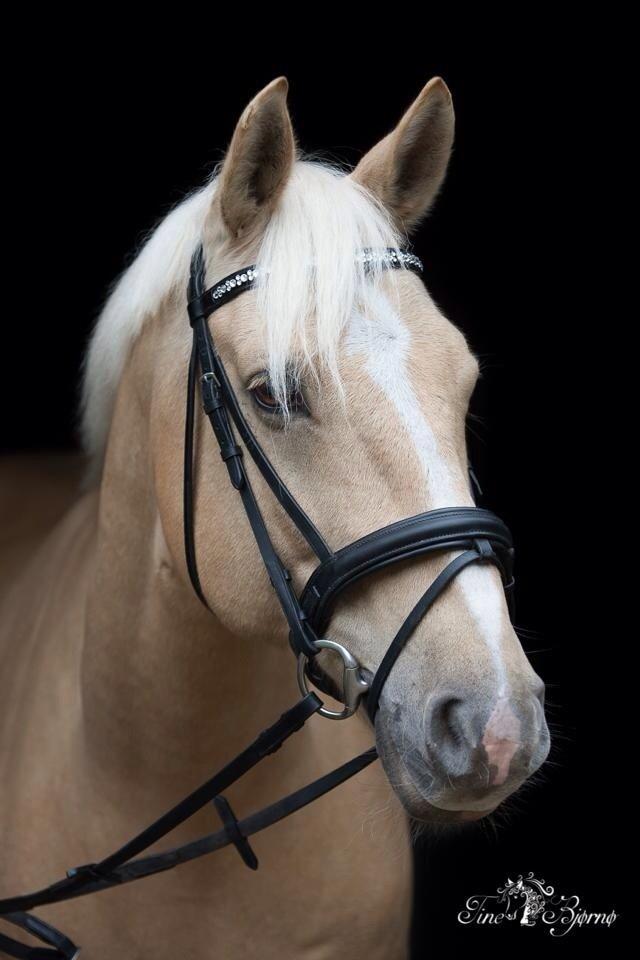 Palomino Marielunds gold melodyboy billede 32