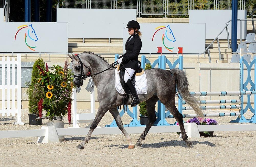 Arabisk fuldblod (OX) EVG Petros  - D. 27-28 September 2014. Aachen International ridestævne. billede 27