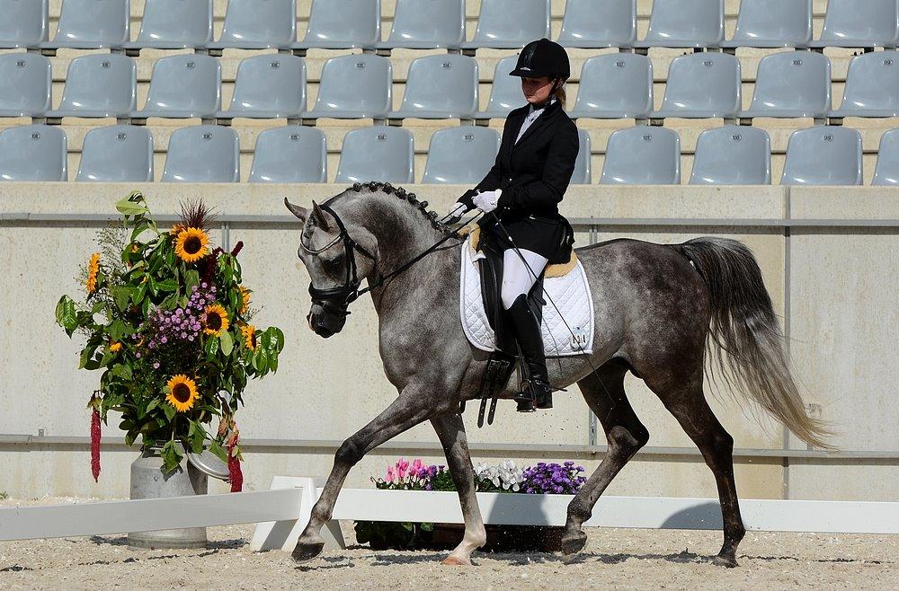 Arabisk fuldblod (OX) EVG Petros  - D. 27-28 September 2014. Aachen International ridestævne. billede 3