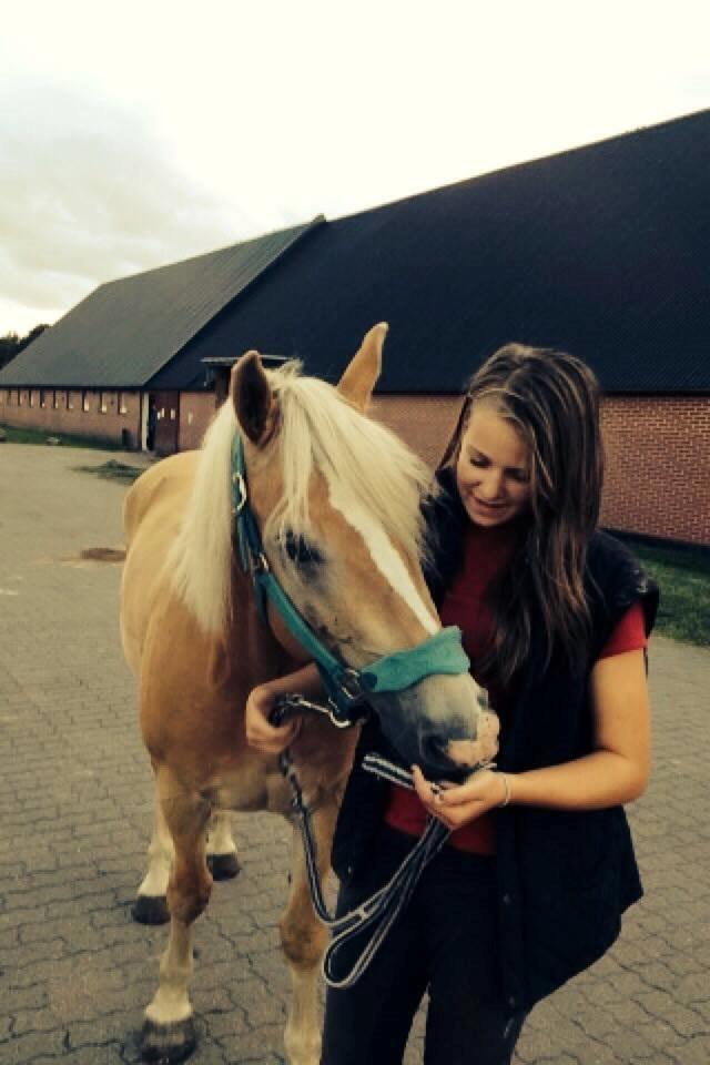 Haflinger Nero billede 3