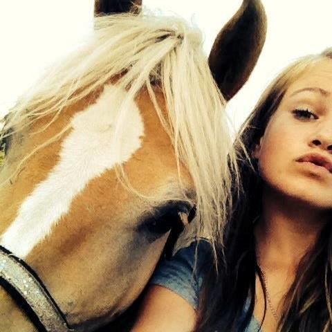 Haflinger Nero billede 4