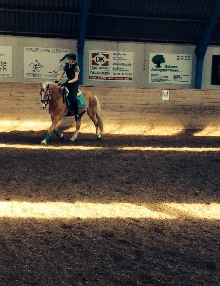 Haflinger Nero billede 5