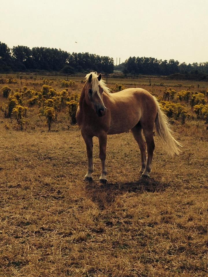 Haflinger Nero billede 6