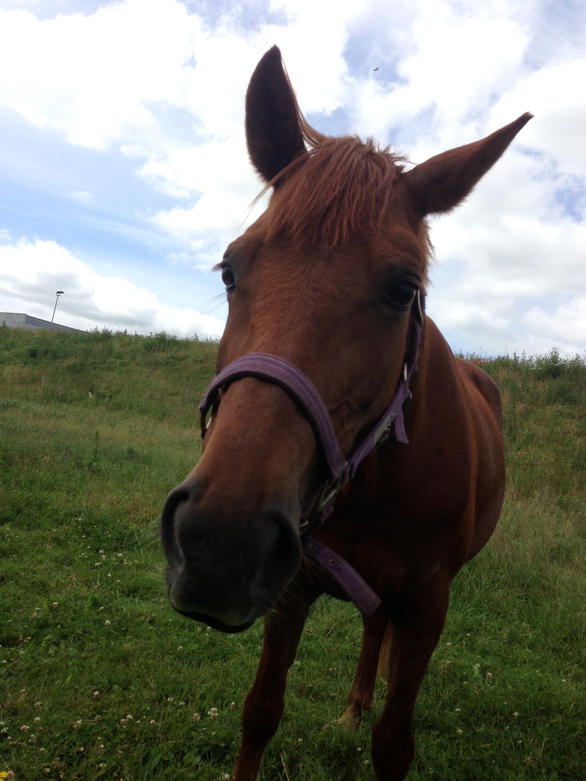 Anden særlig race Emma billede 4