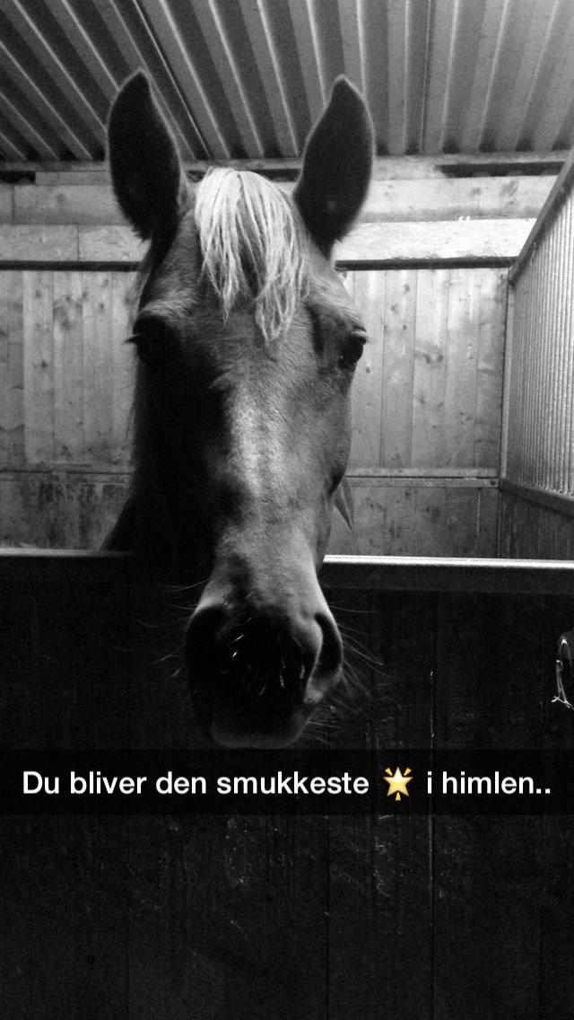 Anden særlig race Emma billede 5