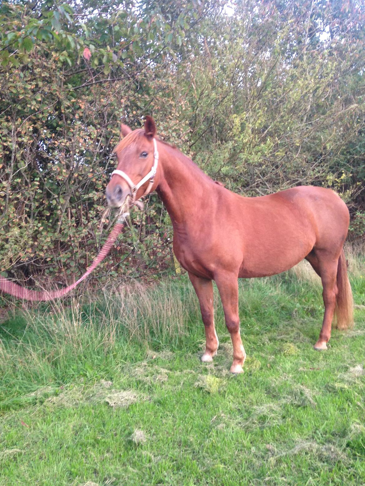 Anden særlig race Emma billede 9