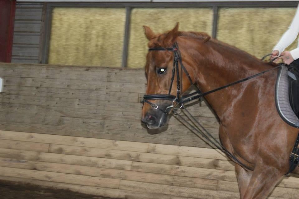 Anden særlig race Emma billede 14