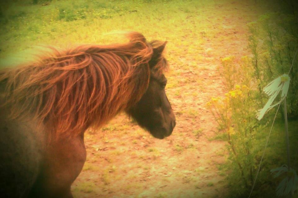 Shetlænder Pony Luna billede 1