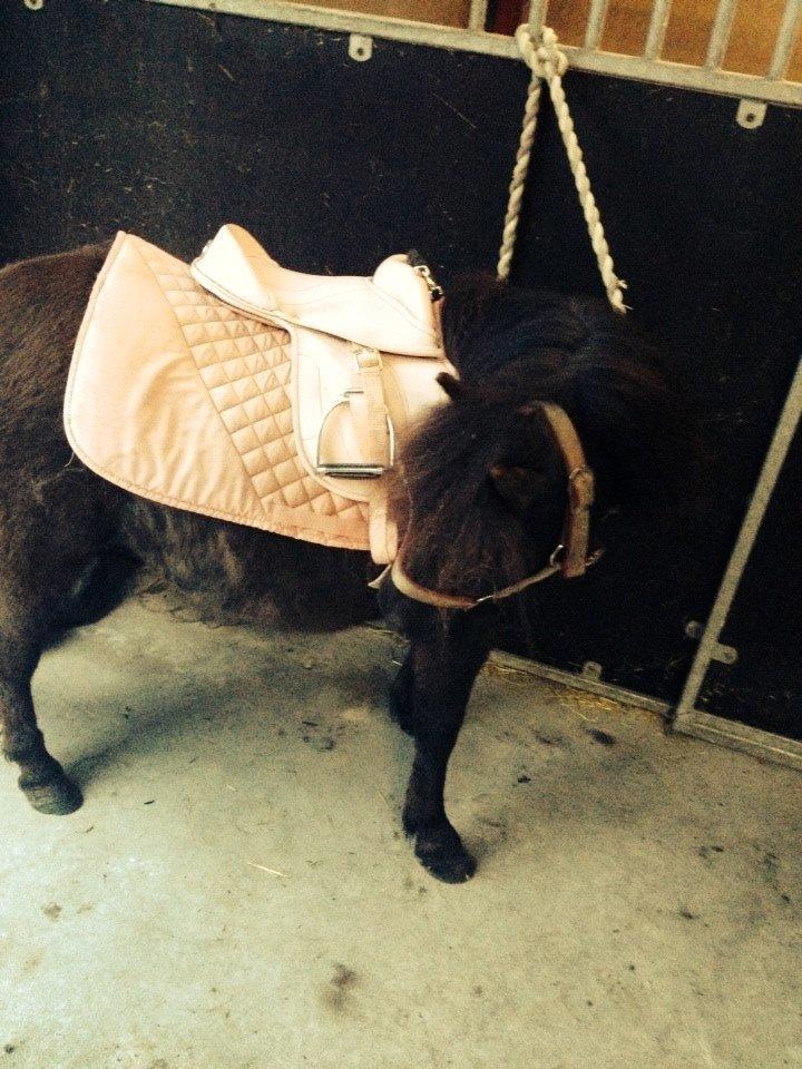 Shetlænder Pony Luna billede 2