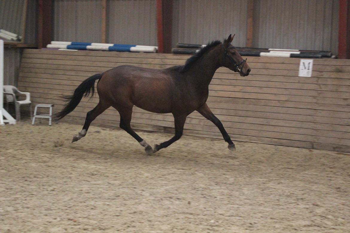 Dansk Varmblod Hedelunds Fiola - Løsspring 18/10-14 foto Malene Petersen  billede 19