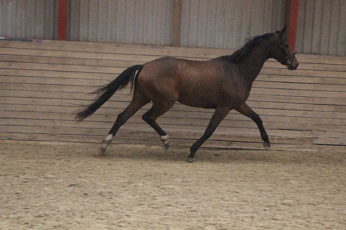 Dansk Varmblod Hedelunds Fiola - Løsspring 18/10-14 foto Malene Petersen billede 21