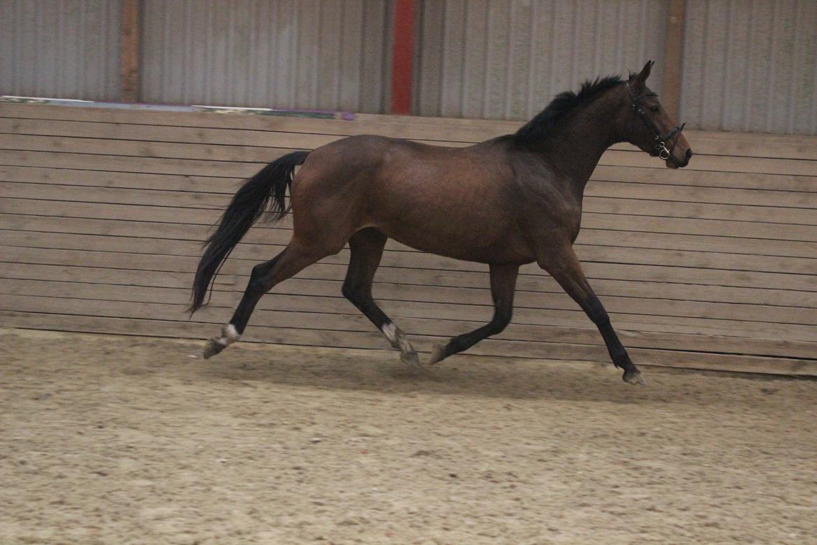 Dansk Varmblod Hedelunds Fiola - Løsspring 18/10-14 foto Malene Petersen billede 20