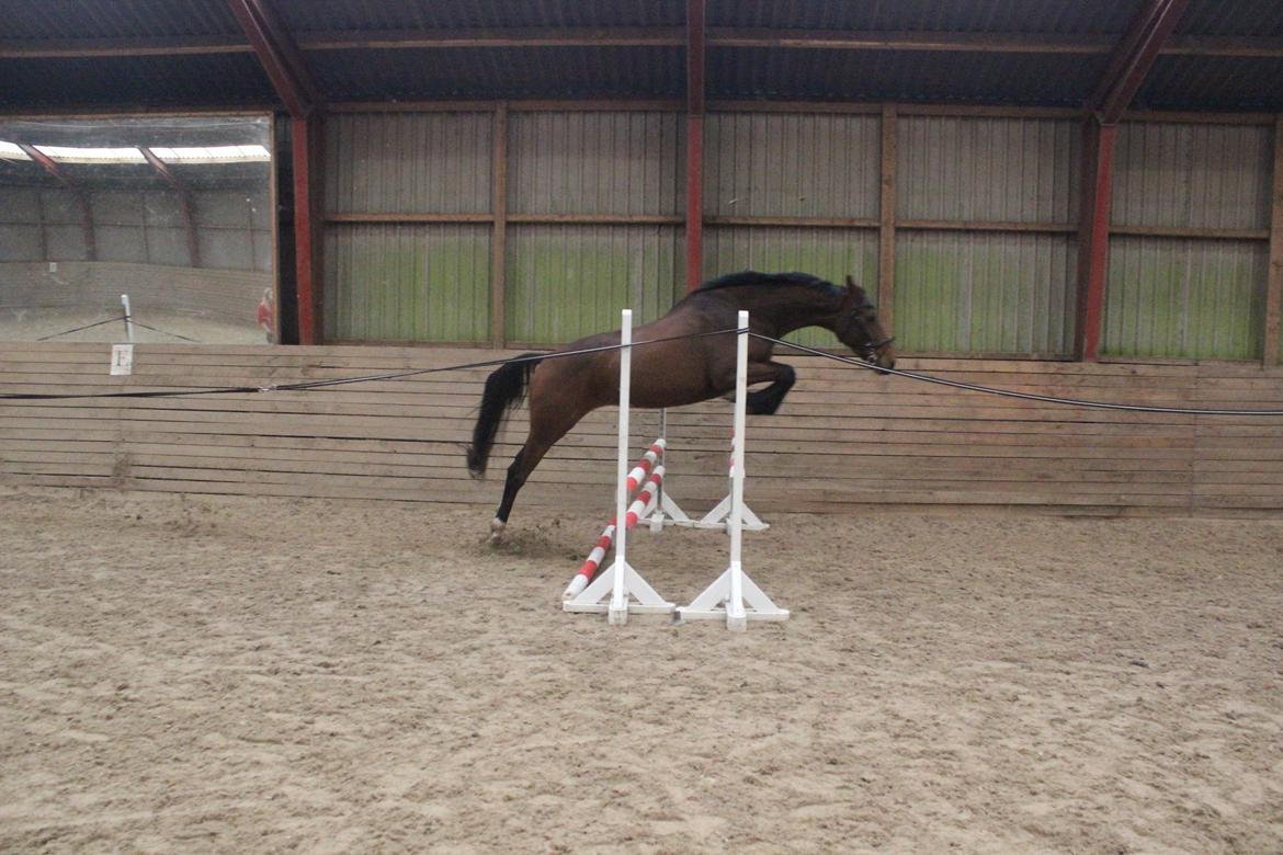 Dansk Varmblod Hedelunds Fiola - Løsspring 18/10-14 foto Malene Petersen billede 25