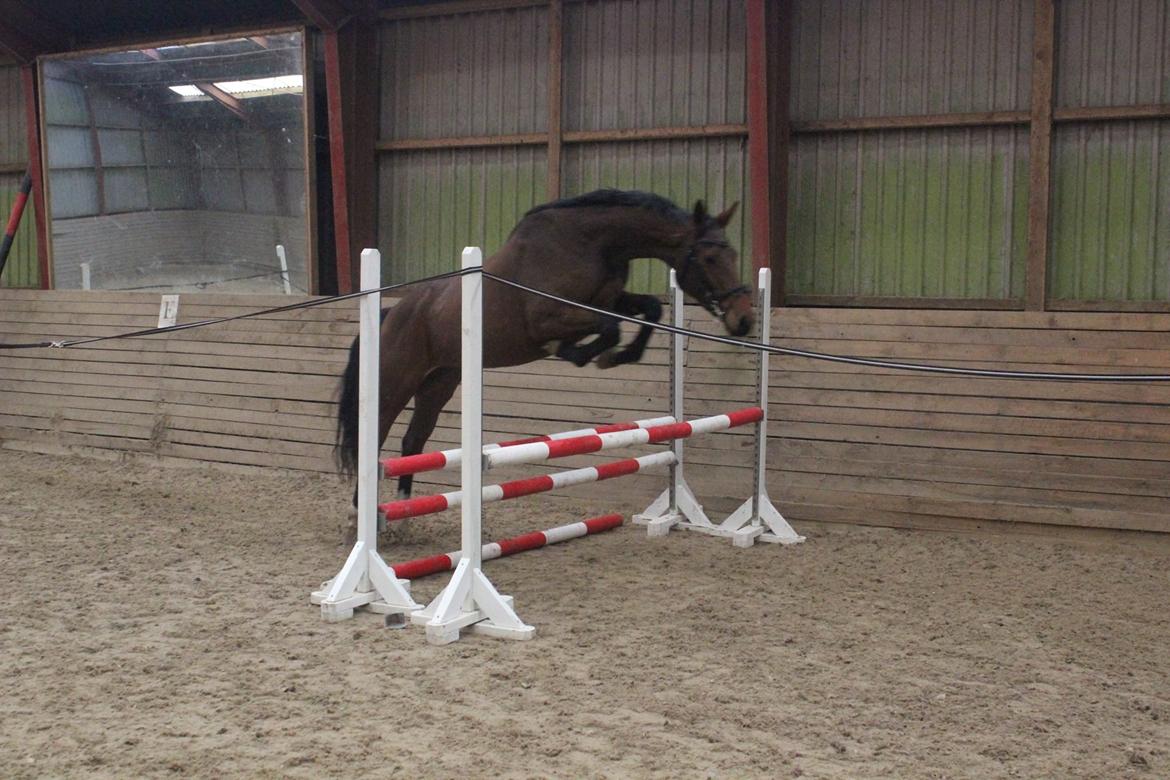 Dansk Varmblod Hedelunds Fiola billede 26