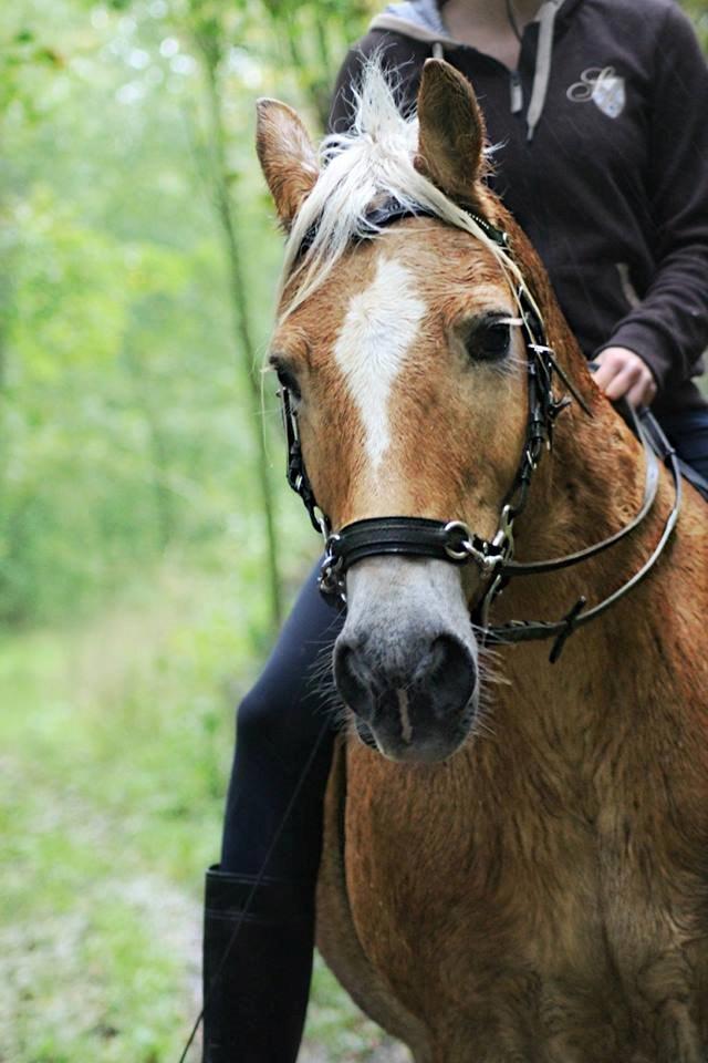 Haflinger Marko billede 4