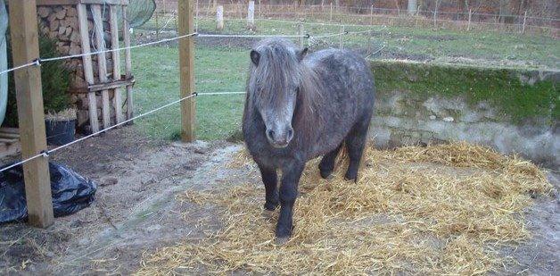 Dansk Miniature Mynte - Mynte, 2011 - helt grå ;-) hihi billede 4