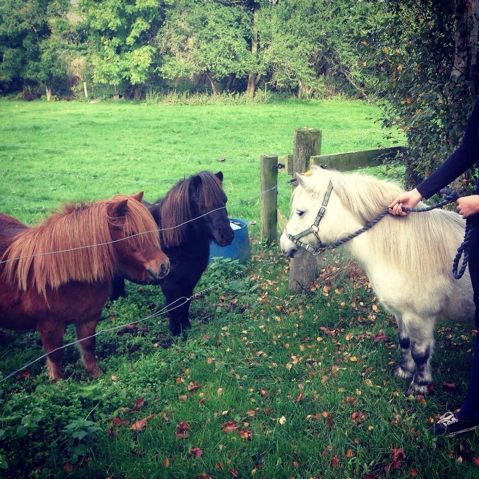 Dansk Miniature Mynte - Myntes første møde med sine roomies ;-) Mille og Tarok billede 5