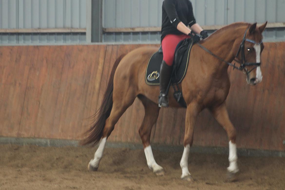 Dansk Varmblod De noli billede 14