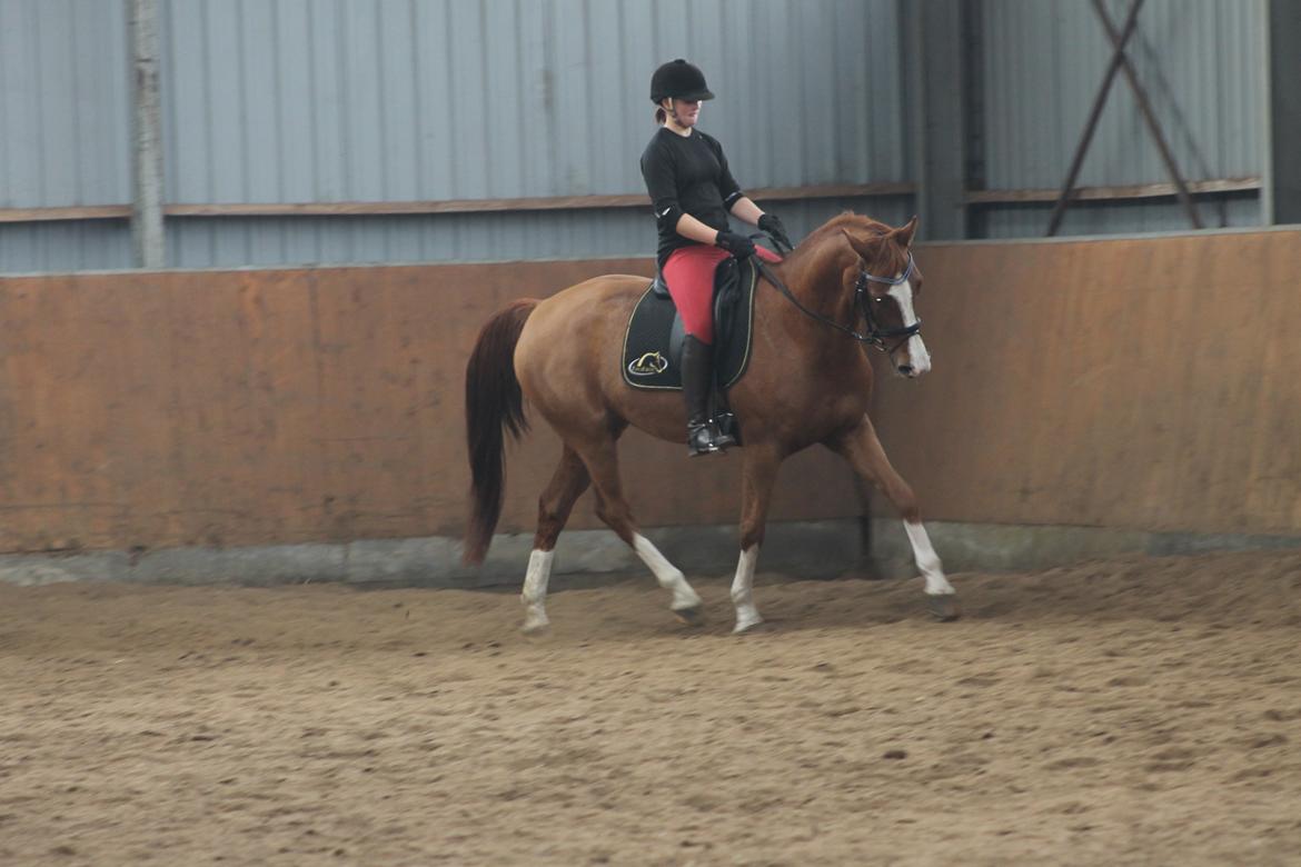 Dansk Varmblod De noli billede 13