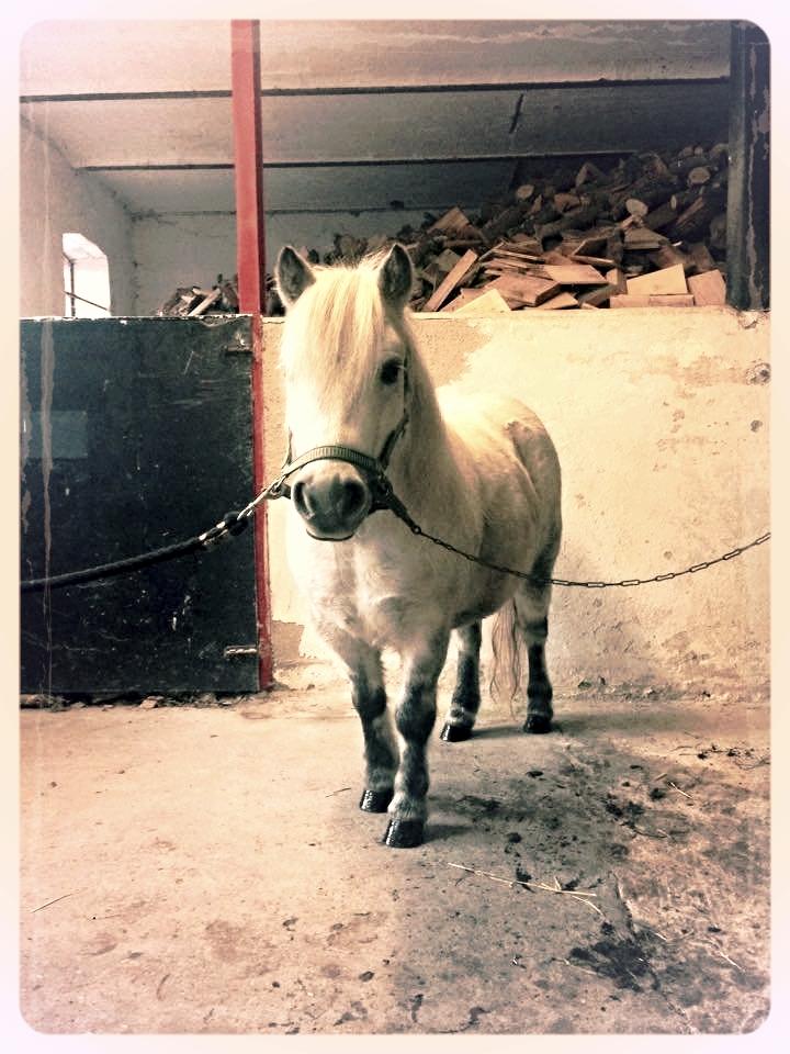 Dansk Miniature Mynte - Første gang på staldgangen i sit nye hjem :-) billede 2