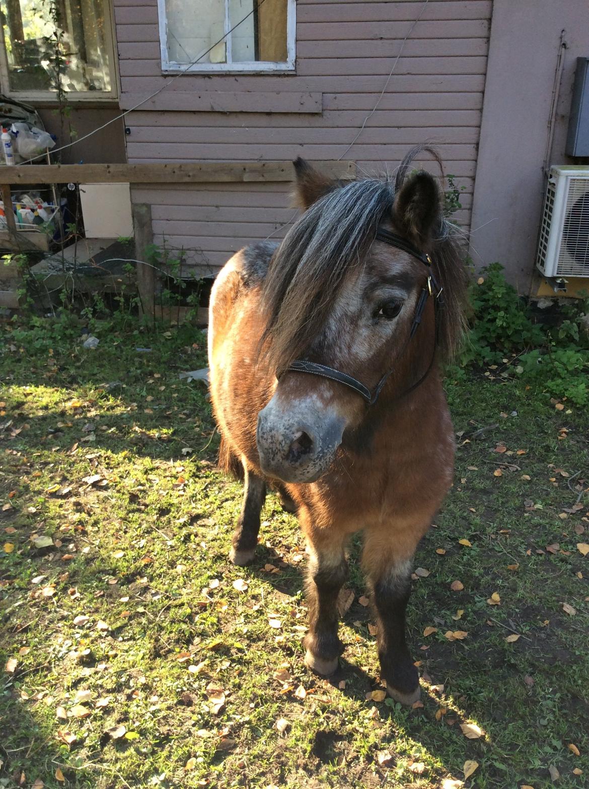 Knabstrupper Ryttergårdens Bodygard billede 1