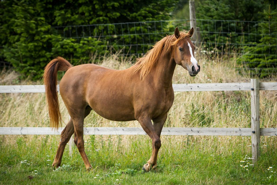 Arabisk fuldblod (OX) DY Shahlia billede 25